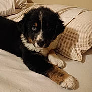 Loki joined the competition — help win amazing prizes! puppy, dog, bed, pillow, blanket, fur, black, white, brown, cute, pet, animal, indoors, resting, laying, young, canine, soft, sleepy, companion