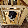 Loki joined the competition — help win amazing prizes! dog, wood, construction, dog_house, deck, wet_fur, black_and_white, pet, animal, wooden_structure, outdoor, curious, looking_up, floor, planks, unfinished, puppy, ears, eyes, fence