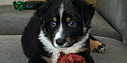 Loki joined the competition — help win amazing prizes! puppy, dog, plush_toy, sofa, indoor, black_fur, white_fur, brown_fur, pet, cute, animal, young_dog, toy, furniture, relaxing, cozy, living_room, small_dog, couch, playful
