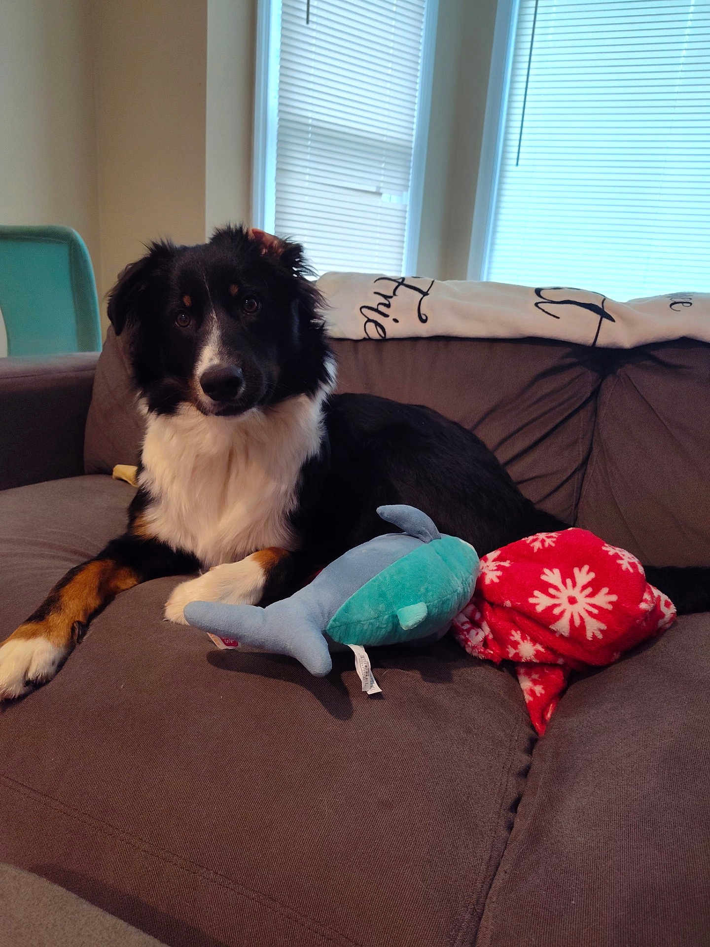 Loki is registered to the contest to win money with this photo: dog, couch, plush_toy, blanket, window, indoor, pet, black_and_white, fur, animal, living_room, home, relaxing, toys, domestic_animal, blinds, chair, comfort, lying_down, cozy