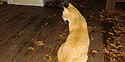 Peno is registered to the contest to win money with this photo: alone, animal, backyard, cat, curious, domestic_cat, dry_leaves, evening, feline, ginger_cat, looking_away, nature, night, outdoor, pet, quiet, sitting, tail, wood, wooden_deck