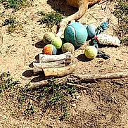 Peno joined the competition — help win amazing prizes! animal, bones, cat, daytime, dirt, dog_toys, feline, grass, ground, nature, orange_cat, outdoor, pet, playful, relaxing, resting, rope_toy, sunlight, tennis_balls, toys