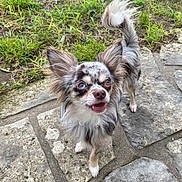 Woody a rejoint le concours — aidez-le/la à gagner de superbes lots ! dog, small_dog, long_hair, heterochromia, outdoor, grass, stone_pavement, pet, animal, cute, ears, tail, brown_eyes, white_paws, canine, looking_up, friendly, alert, fur, tongue