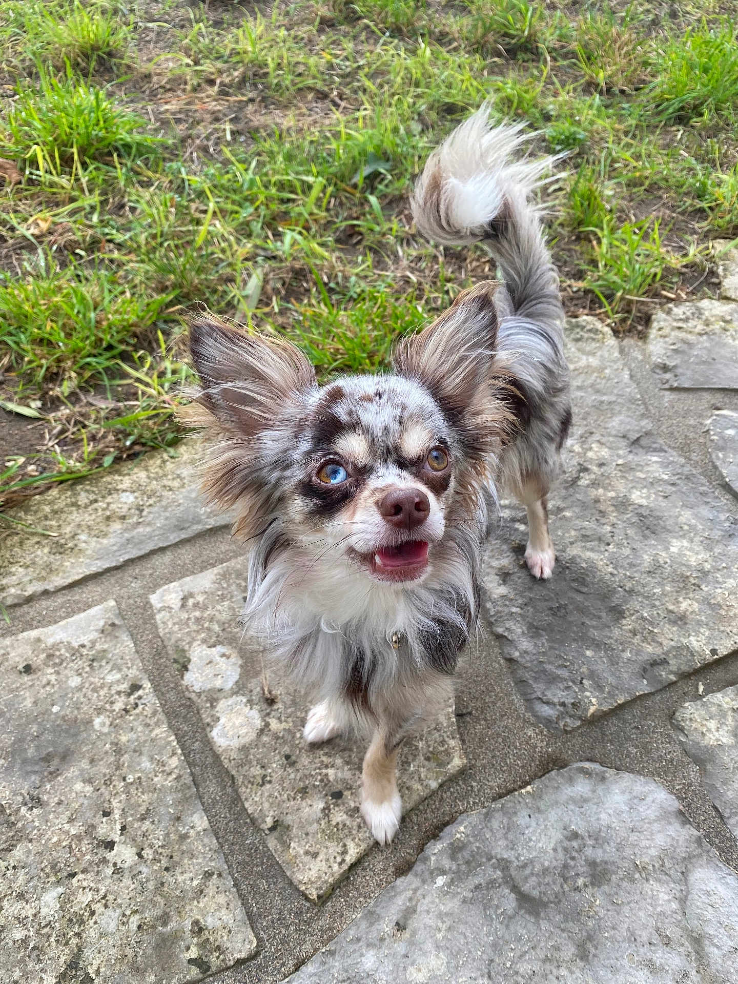 Woody a rejoint le concours — aidez-le/la à gagner de superbes lots ! dog, small_dog, long_hair, heterochromia, outdoor, grass, stone_pavement, pet, animal, cute, ears, tail, brown_eyes, white_paws, canine, looking_up, friendly, alert, fur, tongue