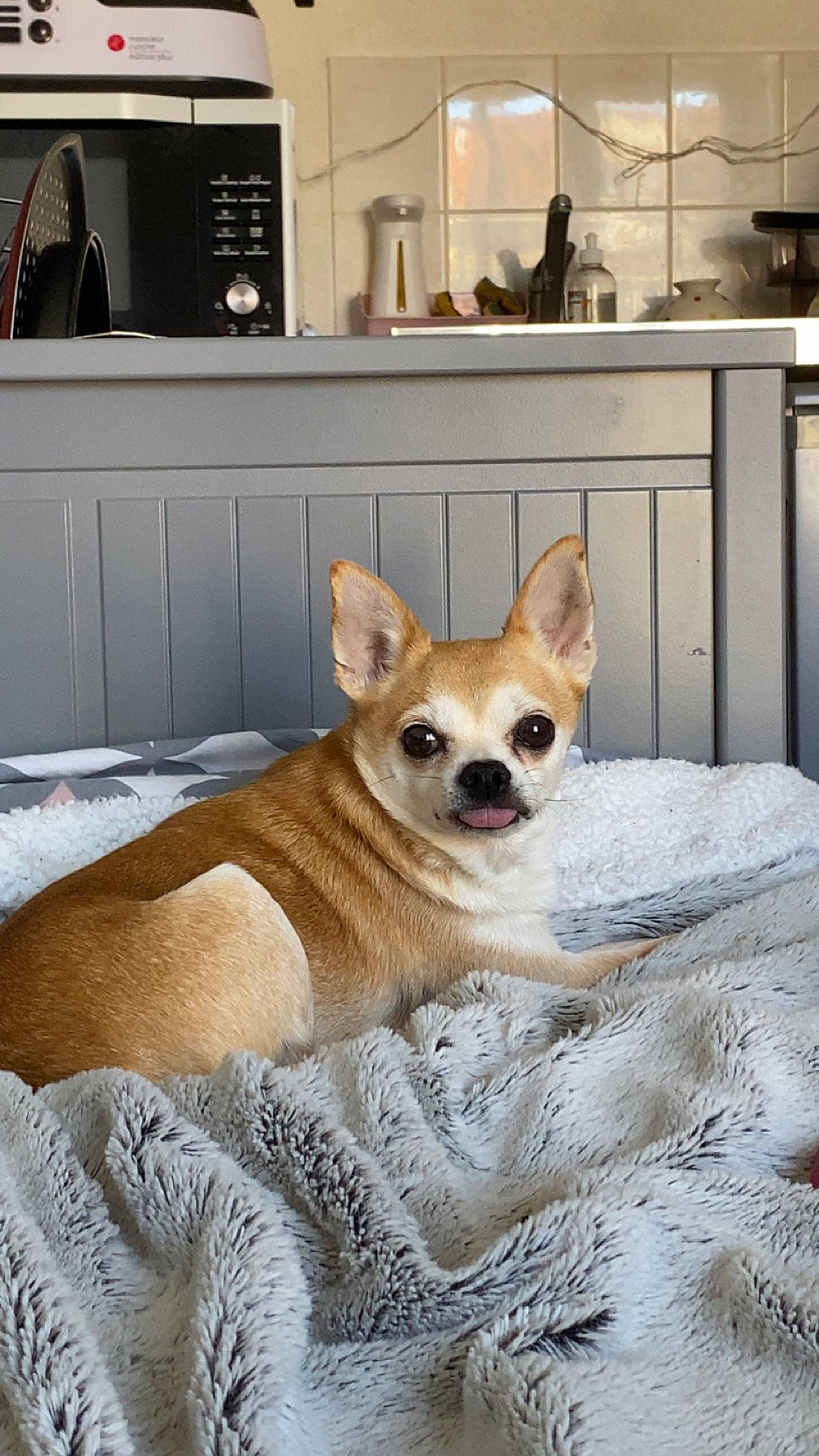 Loustic participe au concours pour gagner de l'argent avec cette photo : cabinetry, canidae, carnivore, comfort, companion_dog, dog, dog_breed, dog_supply, fawn, fur, home_appliance, kitchen_appliance, linens, room, snout, sporting_group, tail, toy_dog, whiskers, working_animal