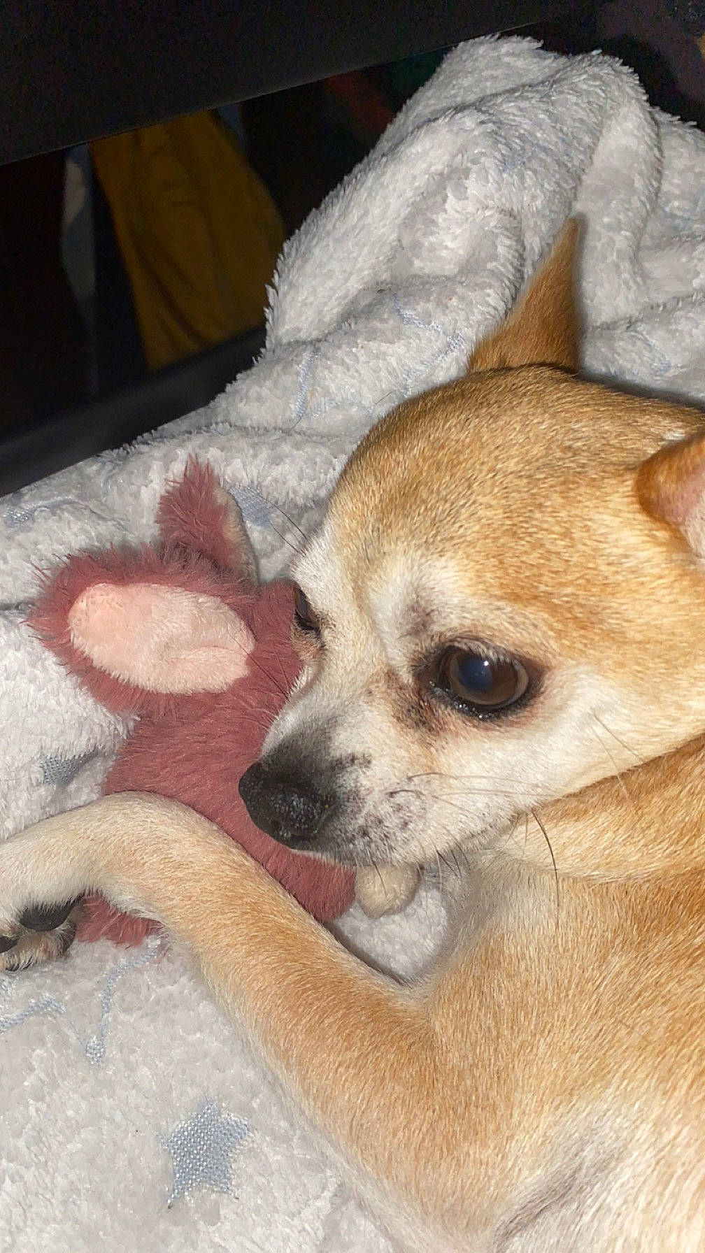 Loustic participe au concours pour gagner de l'argent avec cette photo : bed, canidae, carnivore, chihuahua, comfort, companion_dog, dog, dog_breed, ear, fawn, fur, linens, non_sporting_group, paw, puppy, snout, sporting_group, terrestrial_animal, toy_dog, whiskers