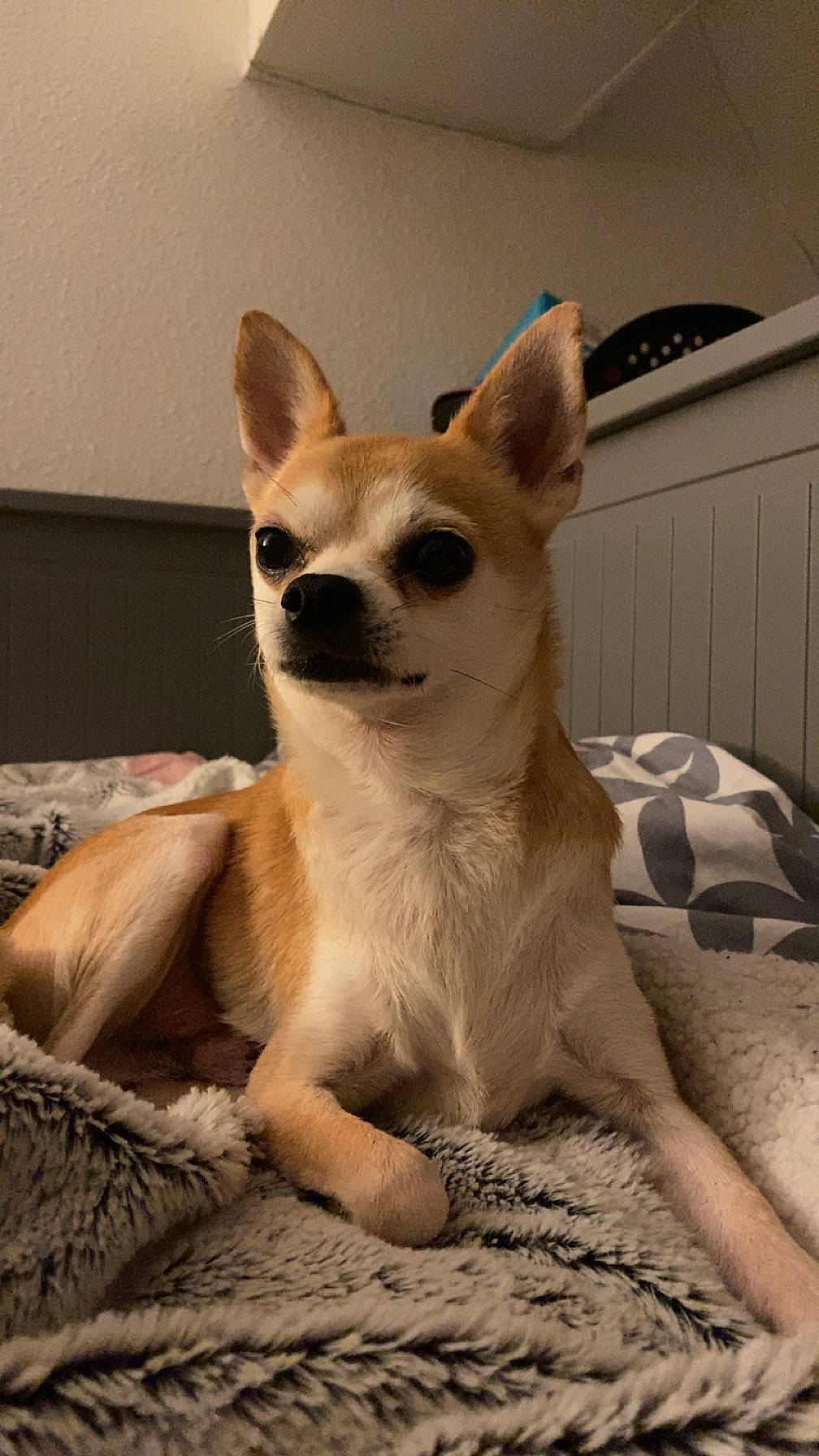 Loustic participe au concours pour gagner de l'argent avec cette photo : canidae, carnivore, comfort, companion_dog, dog, dog_breed, fawn, fur, non_sporting_group, paw, snout, sporting_group, tail, terrestrial_animal, toy_dog, whiskers, working_animal