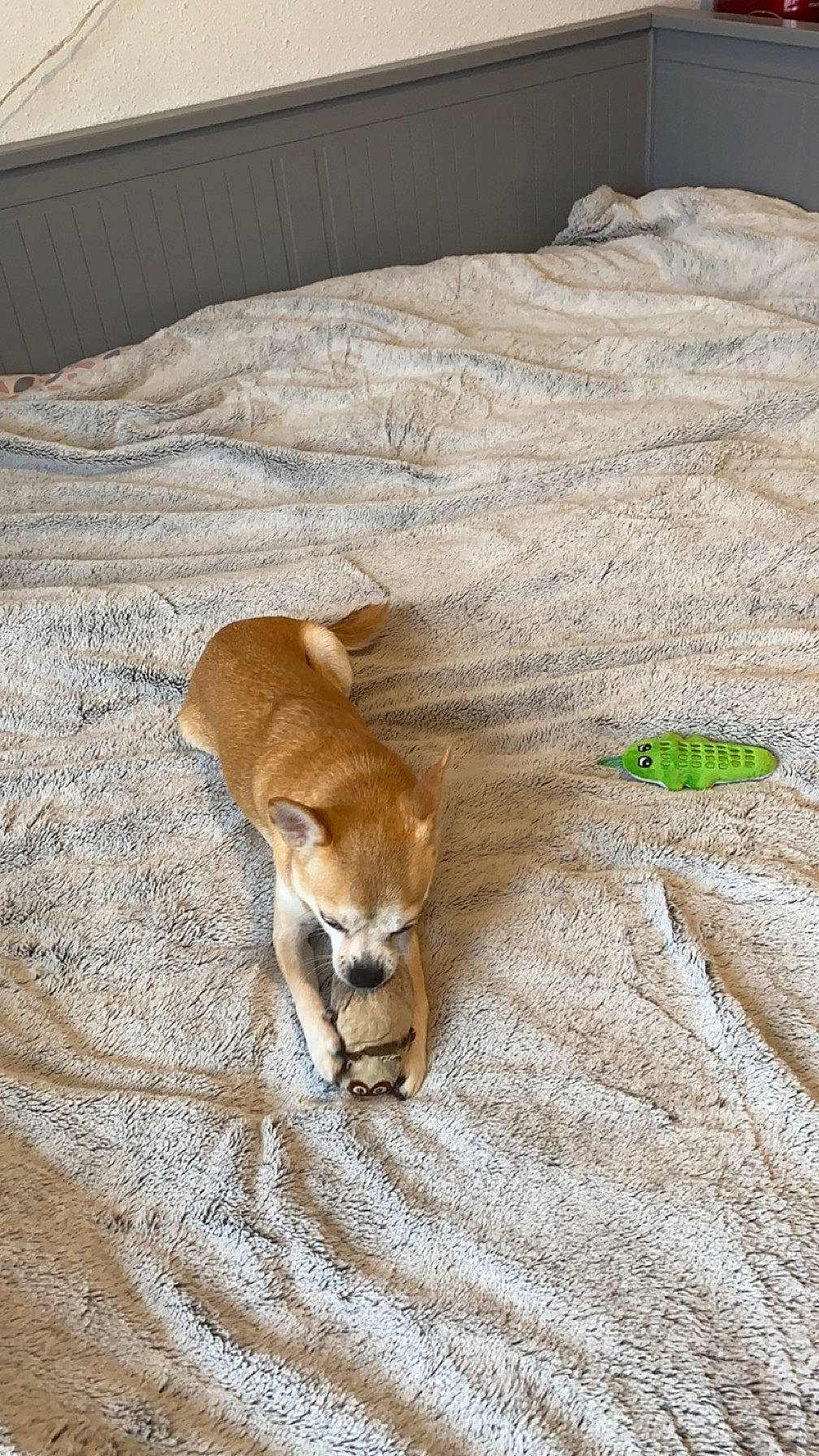 Loustic a rejoint le concours — aidez-le/la à gagner de superbes lots ! bed, bedding, canidae, carnivore, comfort, companion_dog, dog, dog_breed, fawn, flooring, fur, hardwood, linens, non_sporting_group, room, sporting_group, tail, terrestrial_animal, wood