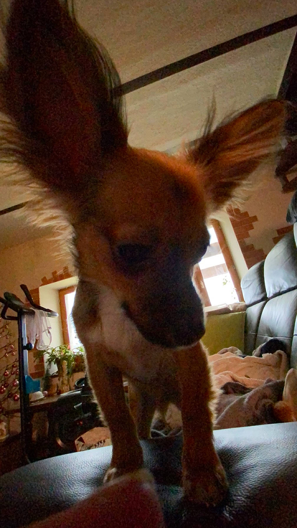 Uson participe au concours pour gagner de l'argent avec cette photo : carnivore, companion_dog, dog, dog_breed, ear, fawn, flowerpot, fur, houseplant, plant, snout, terrestrial_animal, toy_dog, whiskers, working_animal