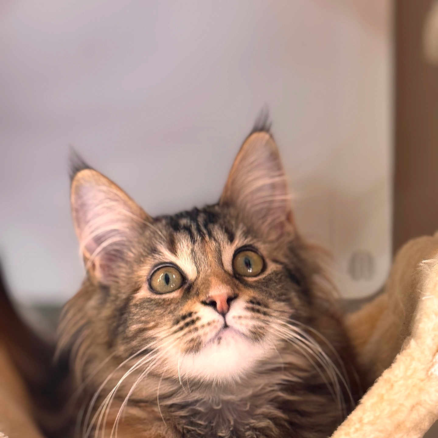 Automne a rejoint le concours — aidez-le/la à gagner de superbes lots ! abyssinian, animal, armchair, brasssection, cat, chair, furniture, horn, kitten, manx, musicalinstrument, pet