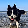 dog, border_collie, water, beach, shallow_water, splashes, wet_fur, black_and_white, tongue_out, playful, outdoor, sky, clouds, animal, pet, summer, nature, canine, happy, motion