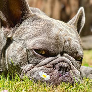 Tucker joined the competition — help win amazing prizes! dog, french_bulldog, close_up, outdoor, grass, flower, sleeping, pet, animal, sunlight, wrinkles, snout, brown, ears, nature, calm, relaxing, muzzle, tongue_not_visible, daytime