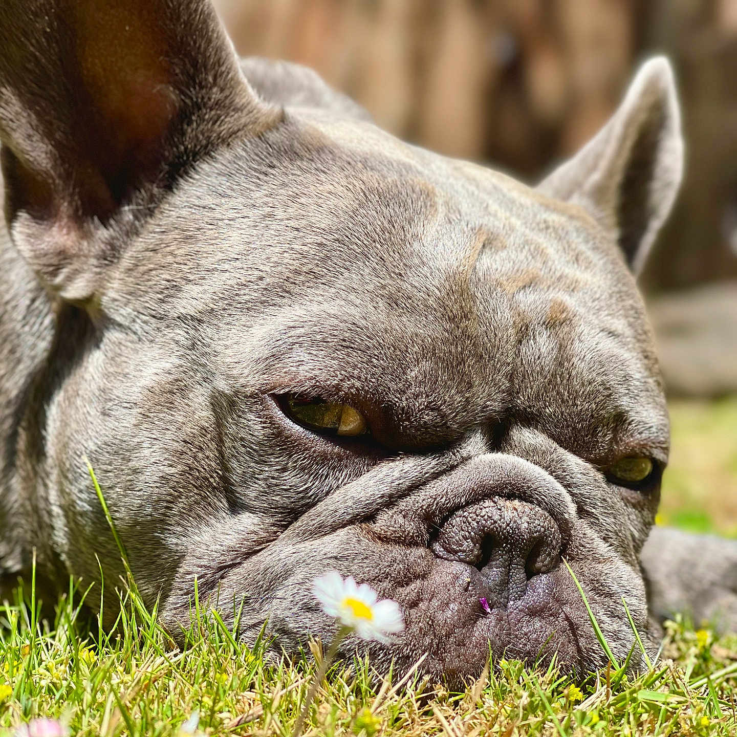 Tucker joined the competition — help win amazing prizes! animal, brown, calm, close_up, daytime, dog, ears, flower, french_bulldog, grass, muzzle, nature, outdoor, pet, relaxing, sleeping, snout, sunlight, tongue_not_visible, wrinkles