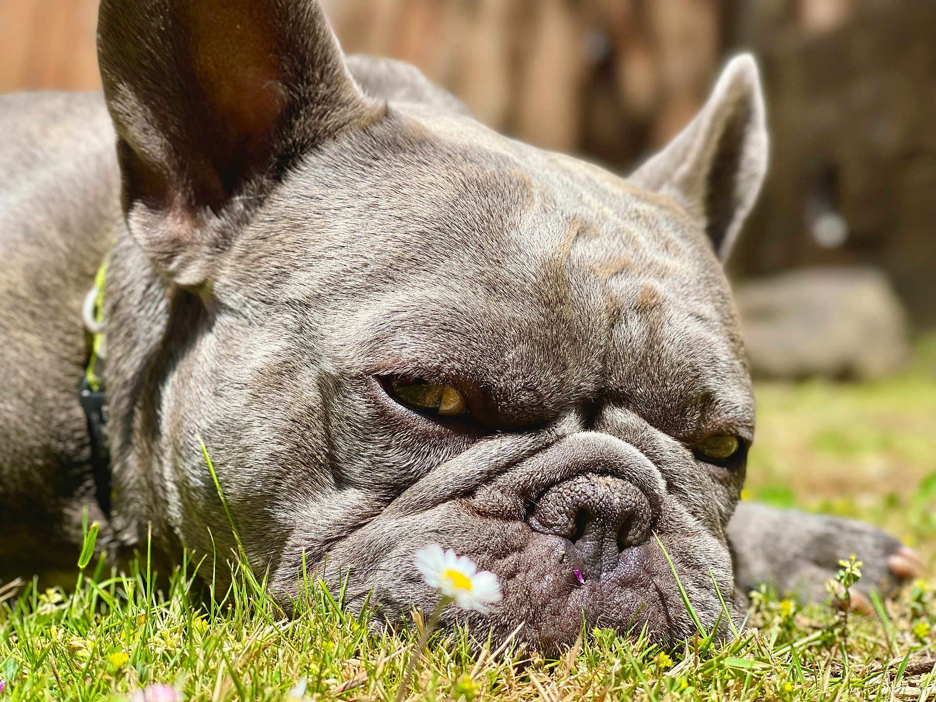 Tucker joined the competition — help win amazing prizes! dog, french_bulldog, close_up, outdoor, grass, flower, sleeping, pet, animal, sunlight, wrinkles, snout, brown, ears, nature, calm, relaxing, muzzle, tongue_not_visible, daytime