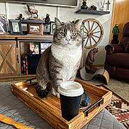Bogart is registered to the contest to win money with this photo: armchair, cat, coffee_cup, cozy, cute, decor, domestic_cat, feline, furniture, home, indoor, living_room, looking_at_camera, pet, portrait, rug, sitting, table, wood, wooden_tray