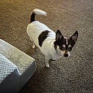 Bo Cooley joined the competition — help win amazing prizes! dog, small_dog, pet, indoor, carpet, blanket, couch, tail, alert, curious, brown_and_white, fur, ears, animal, household, floor, companion, domestic_animal, standing, looking