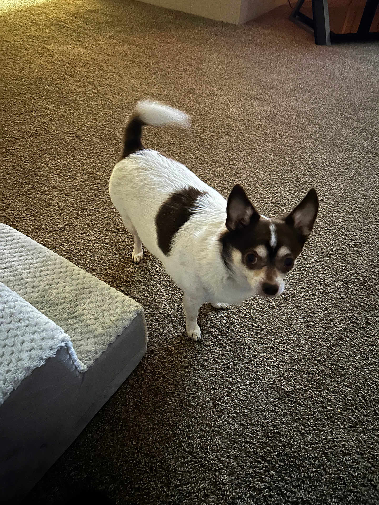 Bo Cooley joined the competition — help win amazing prizes! dog, small_dog, pet, indoor, carpet, blanket, couch, tail, alert, curious, brown_and_white, fur, ears, animal, household, floor, companion, domestic_animal, standing, looking