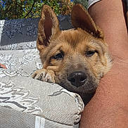 Chewie Cooley joined the competition — help win amazing prizes! close_up, comfort, cushion, dog, ear, fur, human_arm, leaf, nature, nose, outdoor, patterned, paw, pet, puppy, relaxation, resting, shade, sleepy, sunlight