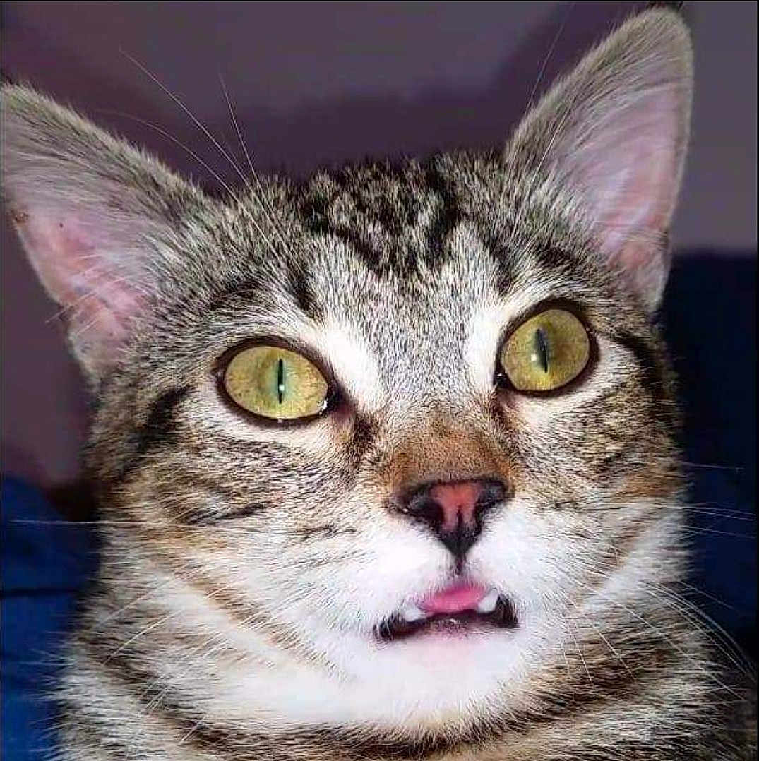 Kaia is registered to the contest to win money with this photo: cat, tabby, close_up, animal, pet, fur, whiskers, ears, eyes, face, tongue, expression, yellow_eyes, cute, domestic_cat, muzzle, portrait, feline, indoor, curious