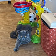 Muffin participe au concours pour gagner de l'argent avec cette photo : cat, gray_cat, plush_toy, children's_toy, basketball_hoop, soccer_ball, wooden_floor, indoor, pet, animal, curious, relaxed, paw, toys, colorful, flooring, play_area, home_interior, cute, feline