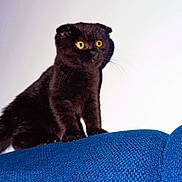 Perle participe au concours pour gagner de l'argent avec cette photo : cat, scottish_fold, black_cat, alert, wide_eyes, couch, blue_couch, indoor, pet, feline, curious, shadow, texture, fur, whiskers, animal, domestic_animal, looking, sitting, wall