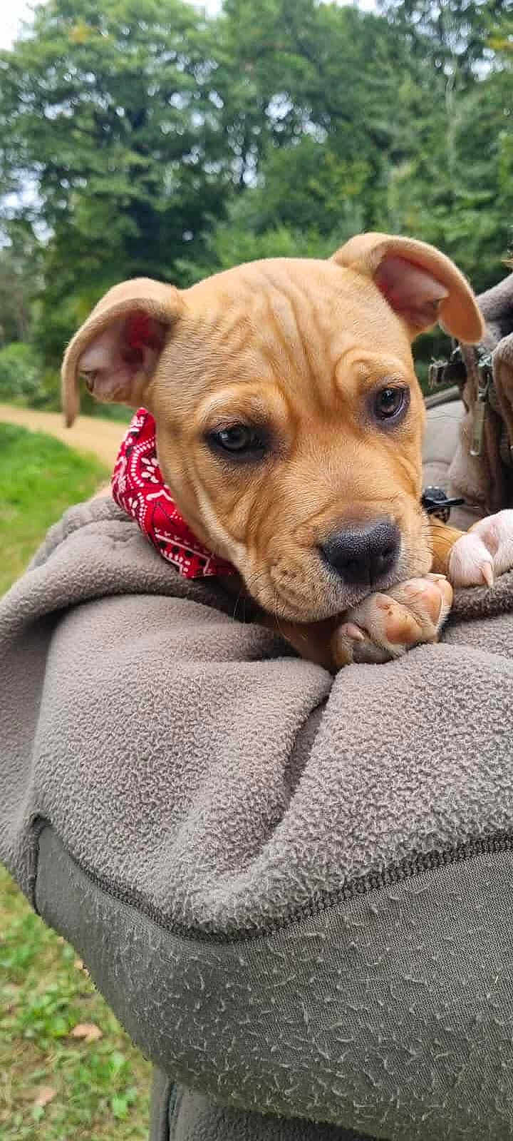 Ades a rejoint le concours — aidez-le/la à gagner de superbes lots ! puppy, dog, bandana, red, close_up, outdoor, greenery, fleece, jacket, cute, pet, animal, young_dog, wrinkled_skin, ears, snout, paws, nature, portrait, cozy