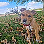 Ades participe au concours pour gagner de l'argent avec cette photo : puppy, dog, grass, leaves, tree, sky, clouds, autumn, outdoor, nature, greenery, field, red_bandana, cute, pet, animal, young_dog, leash, bush, fall