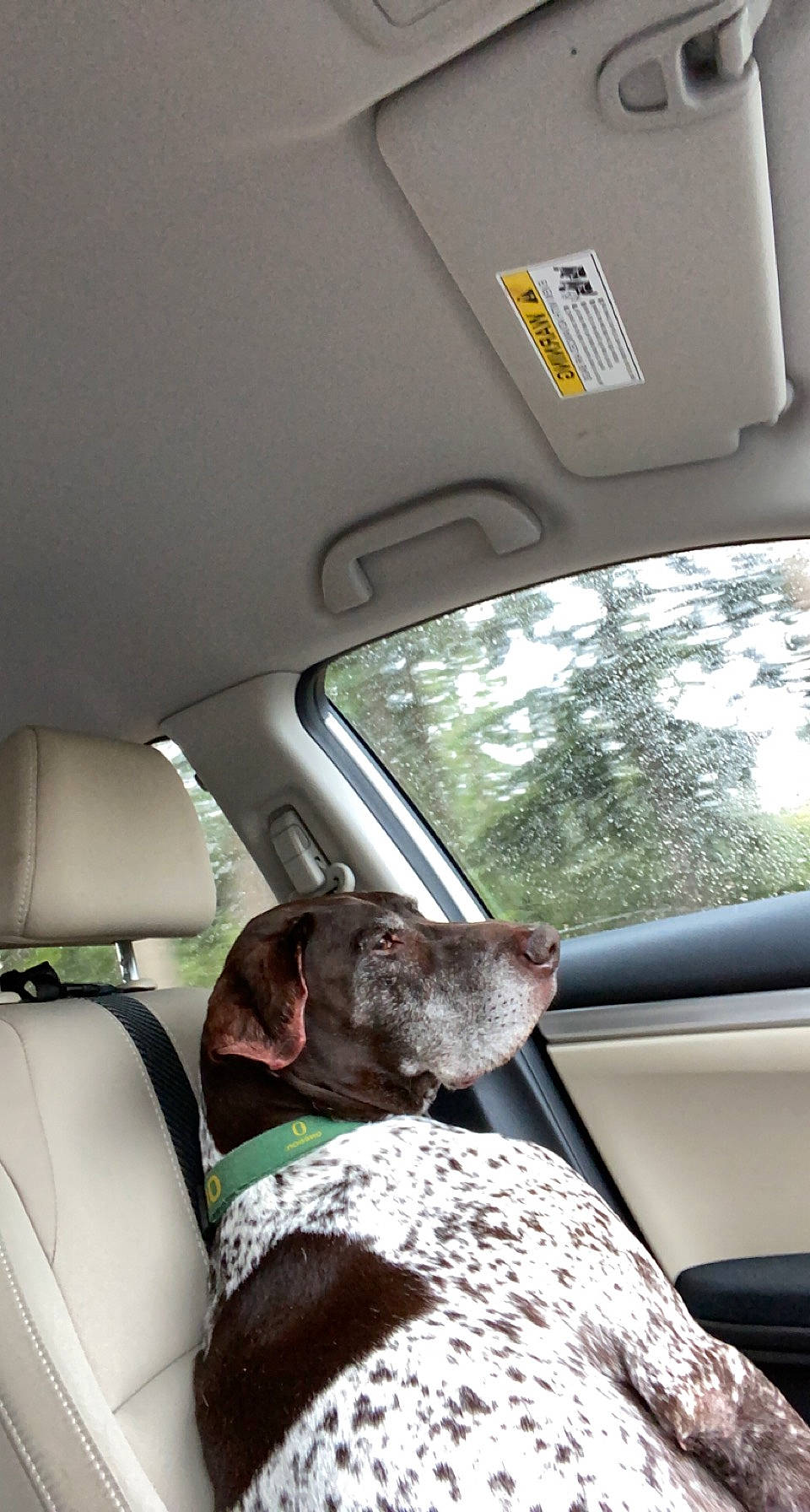 Jager joined the competition — help win amazing prizes! auto_part, automotive_exterior, automotive_mirror, car, car_seat, car_seat_cover, carnivore, comfort, companion_dog, dog, dog_breed, fawn, fixture, head_restraint, motor_vehicle, snout, tints_and_shades, vehicle, vehicle_door, window