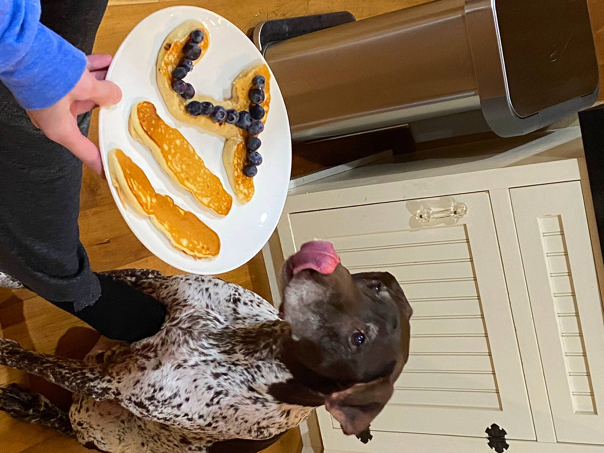 Jager joined the competition — help win amazing prizes! baked_goods, carnivore, comfort_food, cuisine, dish, dog, dog_breed, finger_food, food, fur, home_appliance, ingredient, office_equipment, office_supplies, plate, platter, snack, table, tableware