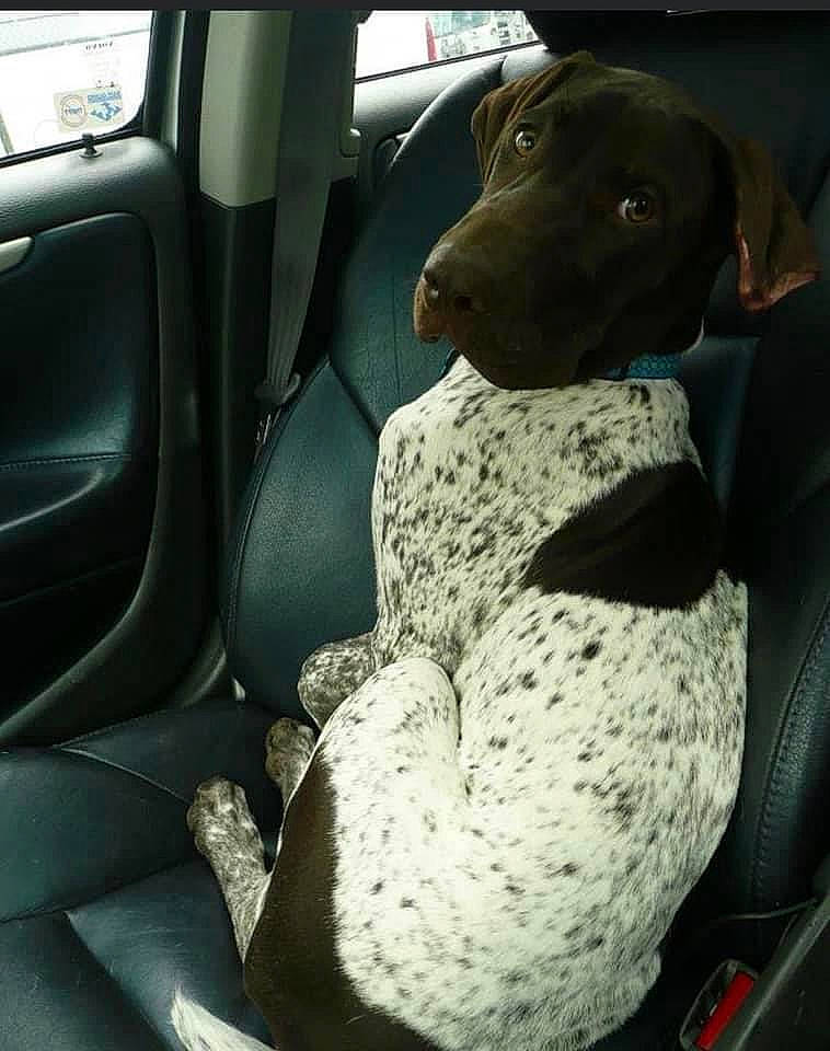 Jager joined the competition — help win amazing prizes! auto_part, automotive_design, automotive_exterior, automotive_mirror, car, car_seat, car_seat_cover, carnivore, comfort, companion_dog, dog, dog_breed, family_car, head_restraint, motor_vehicle, snout, sporting_group, tints_and_shades, vehicle, vehicle_door