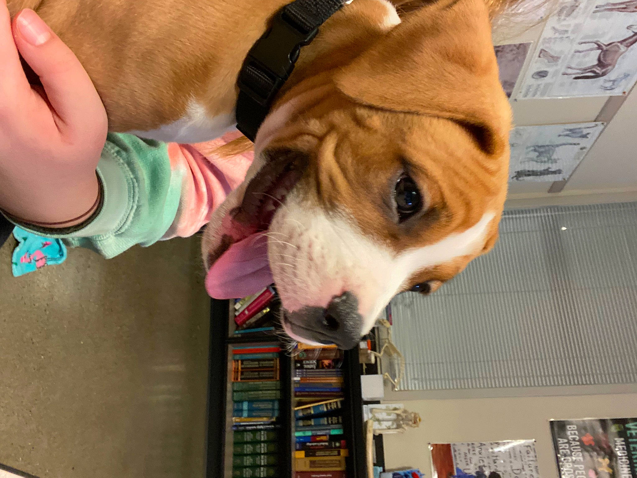 Ripley joined the competition — help win amazing prizes! canidae, carnivore, collar, companion_dog, dog, dog_breed, dog_clothes, dog_collar, dog_supply, ear, fawn, fun, fur, paw, puppy, shelf, snout, sporting_group, whiskers, working_animal