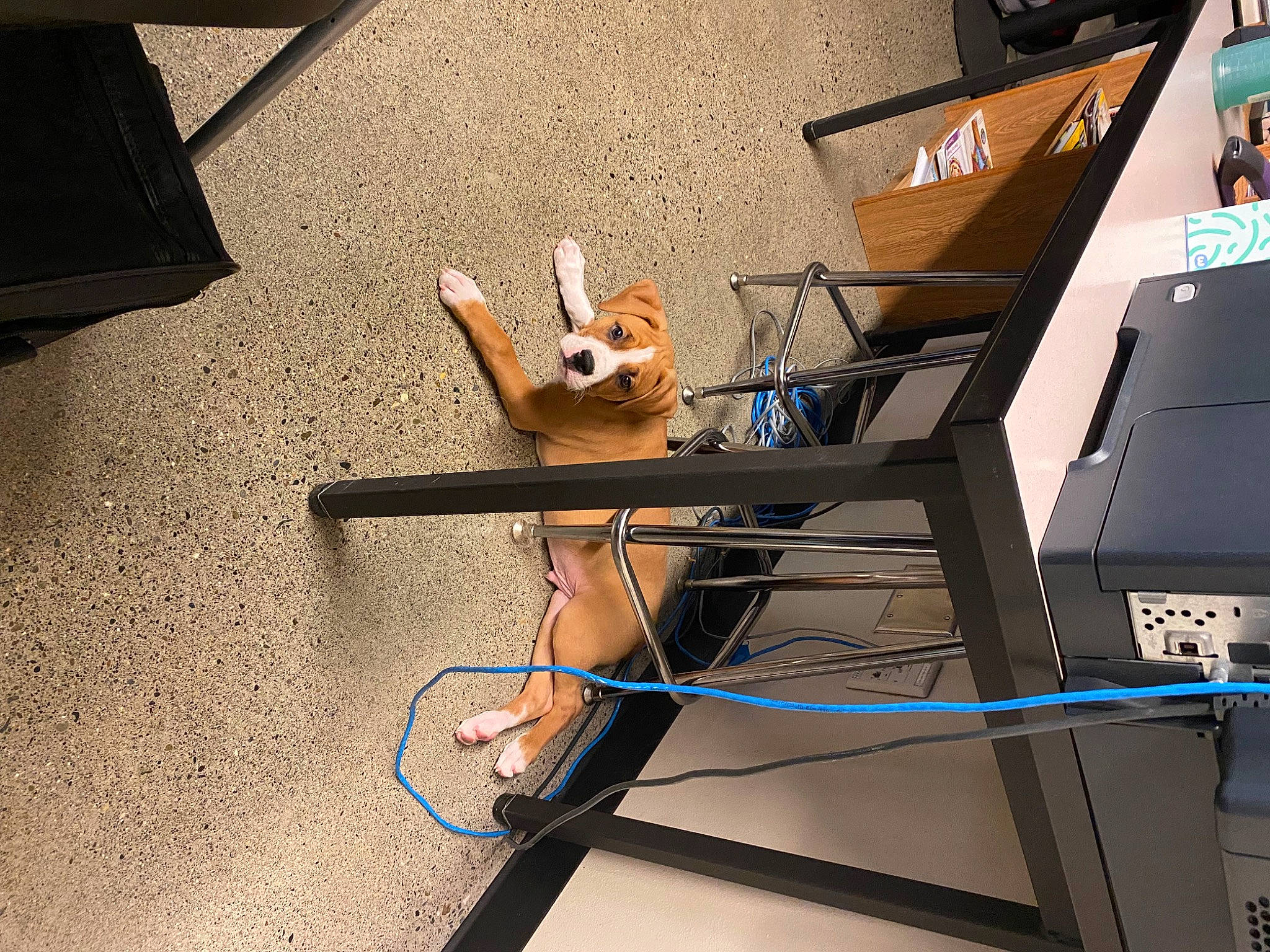 Ripley is registered to the contest to win money with this photo: animation, audio_equipment, automotive_design, automotive_exterior, chair, electrical_wiring, eyewear, fawn, flooring, fun, leisure, outdoor_furniture, recreation, room, table, tire, toy, wheel, wire, wood