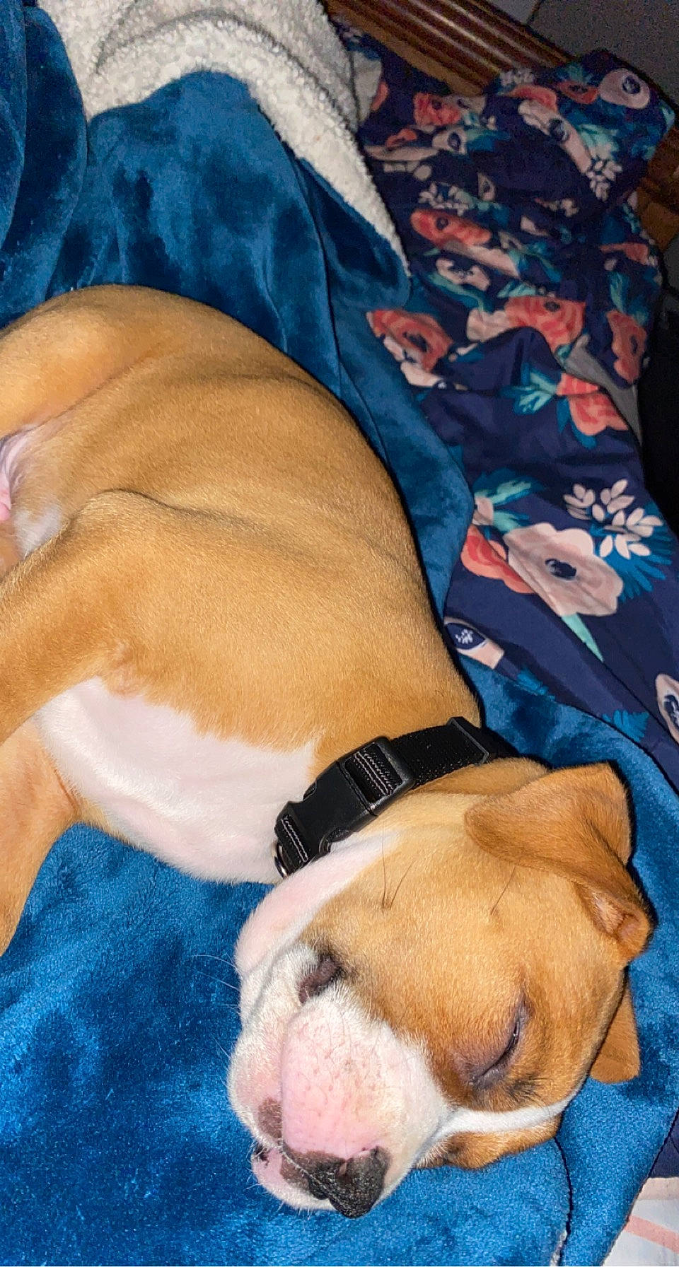 Ripley is registered to the contest to win money with this photo: abdomen, canidae, carnivore, chest, comfort, companion_dog, dog, dog_breed, dog_supply, electric_blue, fawn, human_leg, linens, sleeve, snout, sporting_group, thigh, trunk, watch, wrist