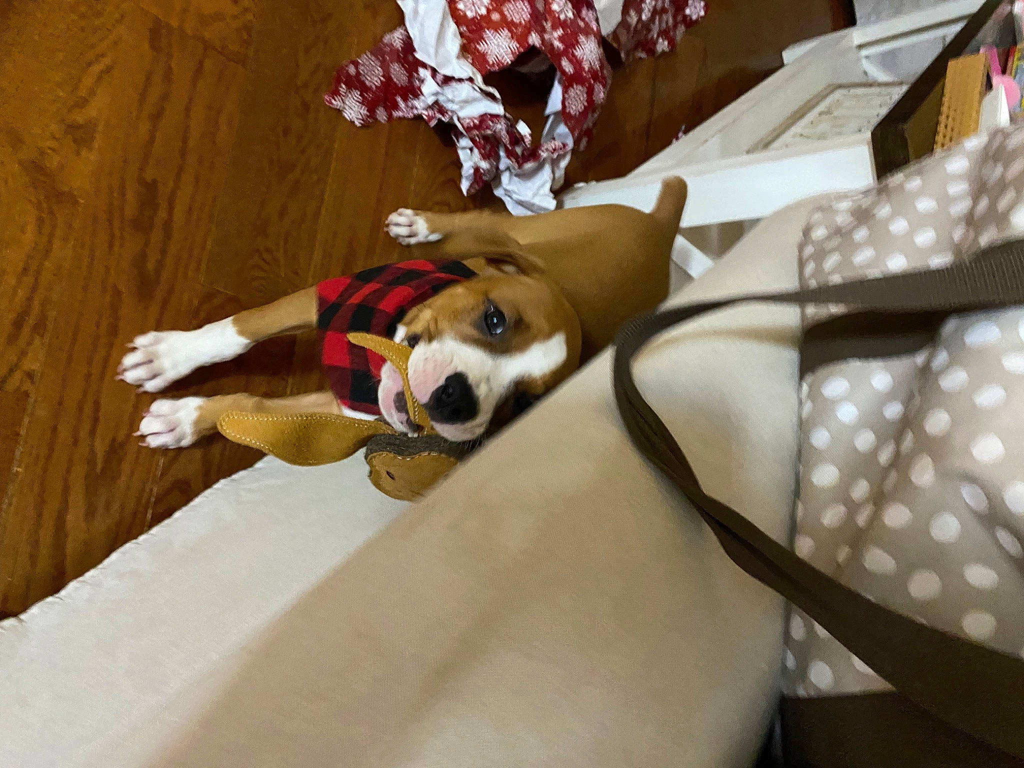 Ripley is registered to the contest to win money with this photo: canidae, carmine, carnivore, comfort, companion_dog, dessert, dog, dog_breed, fashion_accessory, fawn, flower, fur, human_leg, linens, mammal, sporting_group, tail, toy, twig, wood