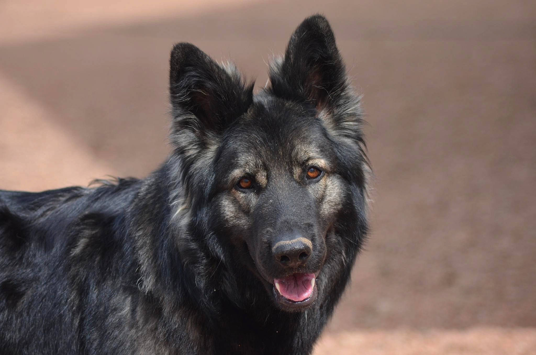 Siwu participe au concours pour gagner de l'argent avec cette photo : ancient_dog_breeds, canidae, carnivore, companion_dog, dog, dog_breed, fur, herding_dog, snout, sporting_group, terrestrial_animal, whiskers, wildlife, working_animal, working_dog