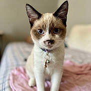 Sky is registered to the contest to win money with this photo: animal, bed, blue_eyes, brown_markings, cat, closeup, collar, cute, domestic_cat, feline, indoor, key, pendant, pet, pink_cloth, plaid_bedspread, portrait, sitting, white_fur, young_cat