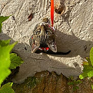 June Bug is registered to the contest to win money with this photo: cat, kitten, animal, pet, tabby, orange_harness, outdoor, stone_wall, green_leaves, sunlight, shadow, curious, looking_up, whiskers, ears, tail, nature, texture, close_up, young_cat