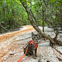 June Bug joined the competition — help win amazing prizes! cat, kitten, animal, pet, harness, leash, forest, path, trees, nature, outdoor, sand, greenery, wildlife, young_cat, tabby, curious, walking, adventure, daylight