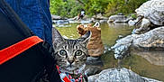 June Bug is registered to the contest to win money with this photo: kitten, cat, harness, rock, river, water, boots, forest, trees, outdoor, nature, animal, pet, curious, greenery, wildlife, adventure, travel, daylight, scenery
