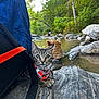 kitten, cat, harness, rock, river, water, boots, forest, trees, outdoor, nature, animal, pet, curious, greenery, wildlife, adventure, travel, daylight, scenery