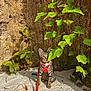 June Bug joined the competition — help win amazing prizes! kitten, cat, tabby, harness, leash, green_leaves, plants, sand, outdoor, sunlight, shadow, texture, wall, nature, pet, animal, young_cat, curious, sitting, closeup