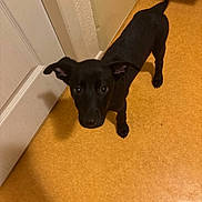 Espoir a rejoint le concours — aidez-le/la à gagner de superbes lots ! dog, puppy, black_dog, floor, indoor, pet, animal, curious, tail, ears, looking_up, canine, young_dog, domestic_animal, standing, brown_floor, door, wall, shadow, household