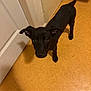 dog, puppy, black_dog, floor, indoor, pet, animal, curious, tail, ears, looking_up, canine, young_dog, domestic_animal, standing, brown_floor, door, wall, shadow, household