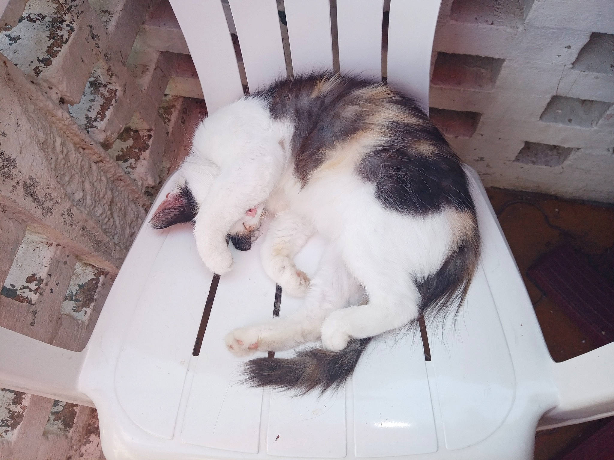 Youna a rejoint le concours — aidez-le/la à gagner de superbes lots ! animal_shelter, box, canidae, cardboard, carnivore, cat, comfort, domestic_short_haired_cat, felidae, fur, hair, paw, pet_supply, room, small_to_medium_sized_cats, snout, tail, whiskers, white, windshield