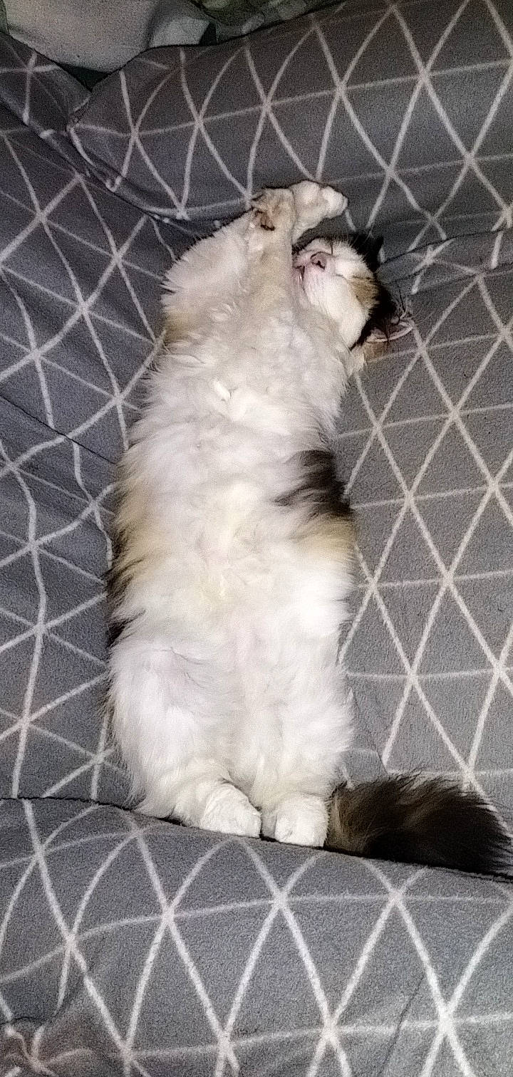 Youna a rejoint le concours — aidez-le/la à gagner de superbes lots ! animal_shelter, cage, cat, claw, companion_dog, dog_breed, domestic_short_haired_cat, fawn, felidae, flooring, fur, grey, mesh, pattern, paw, small_to_medium_sized_cats, tail, terrestrial_animal, whiskers