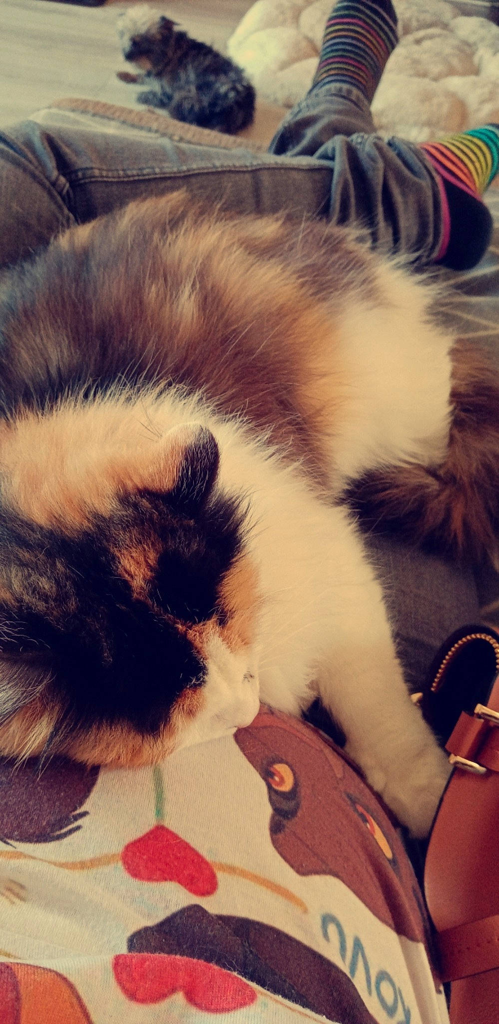 Youna a rejoint le concours — aidez-le/la à gagner de superbes lots ! carnivore, cat, claw, cloud, comfort, domestic_short_haired_cat, felidae, fur, luggage_and_bags, metal, nap, paw, sky, sleep, small_to_medium_sized_cats, snout, square, tail, textile, whiskers