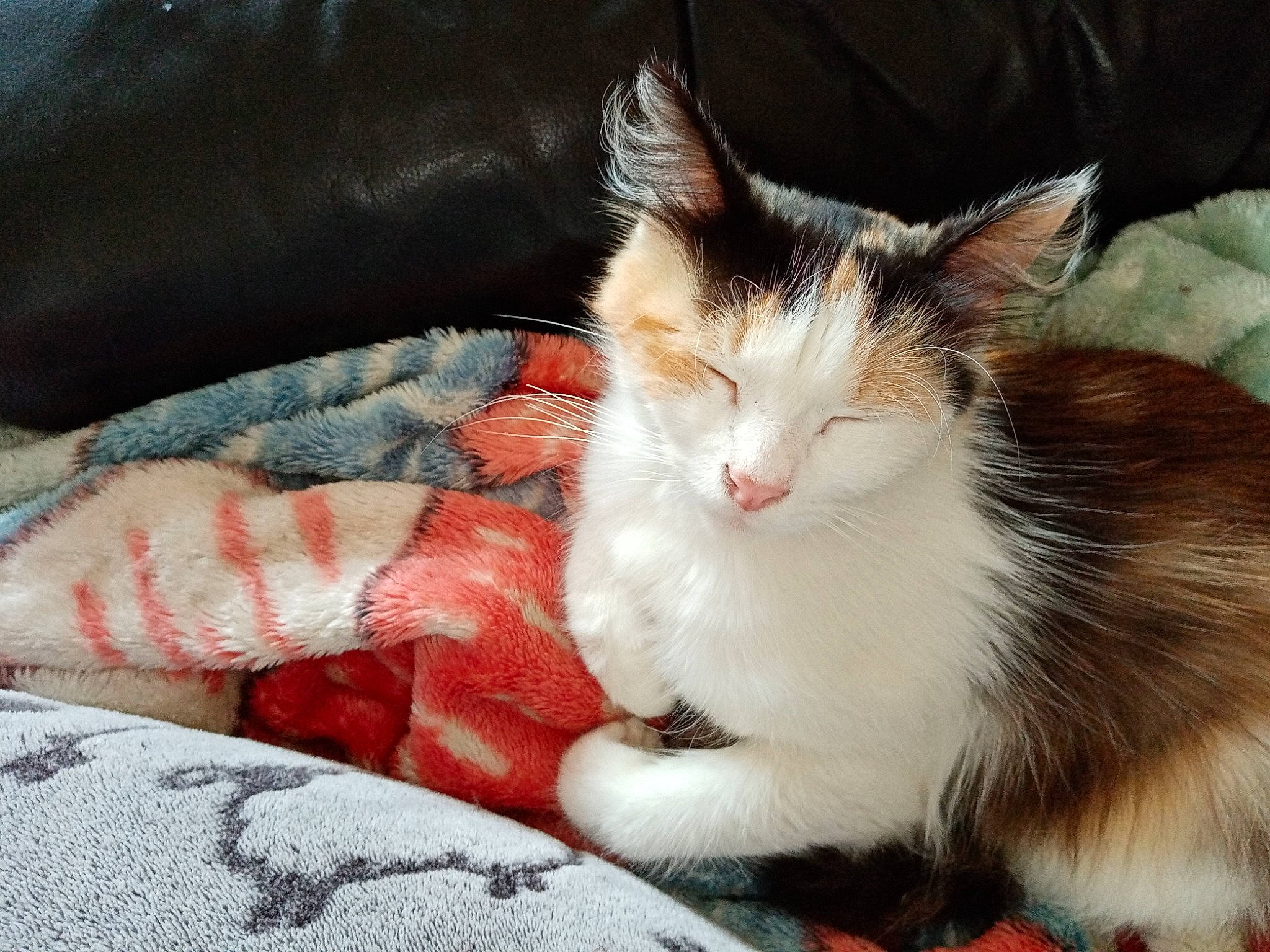 Youna a rejoint le concours — aidez-le/la à gagner de superbes lots ! carnivore, cat, cat_supply, claw, comfort, couch, domestic_short_haired_cat, felidae, foot, fur, lap, linens, paw, plant, sitting, small_to_medium_sized_cats, tail, tree, whiskers, window