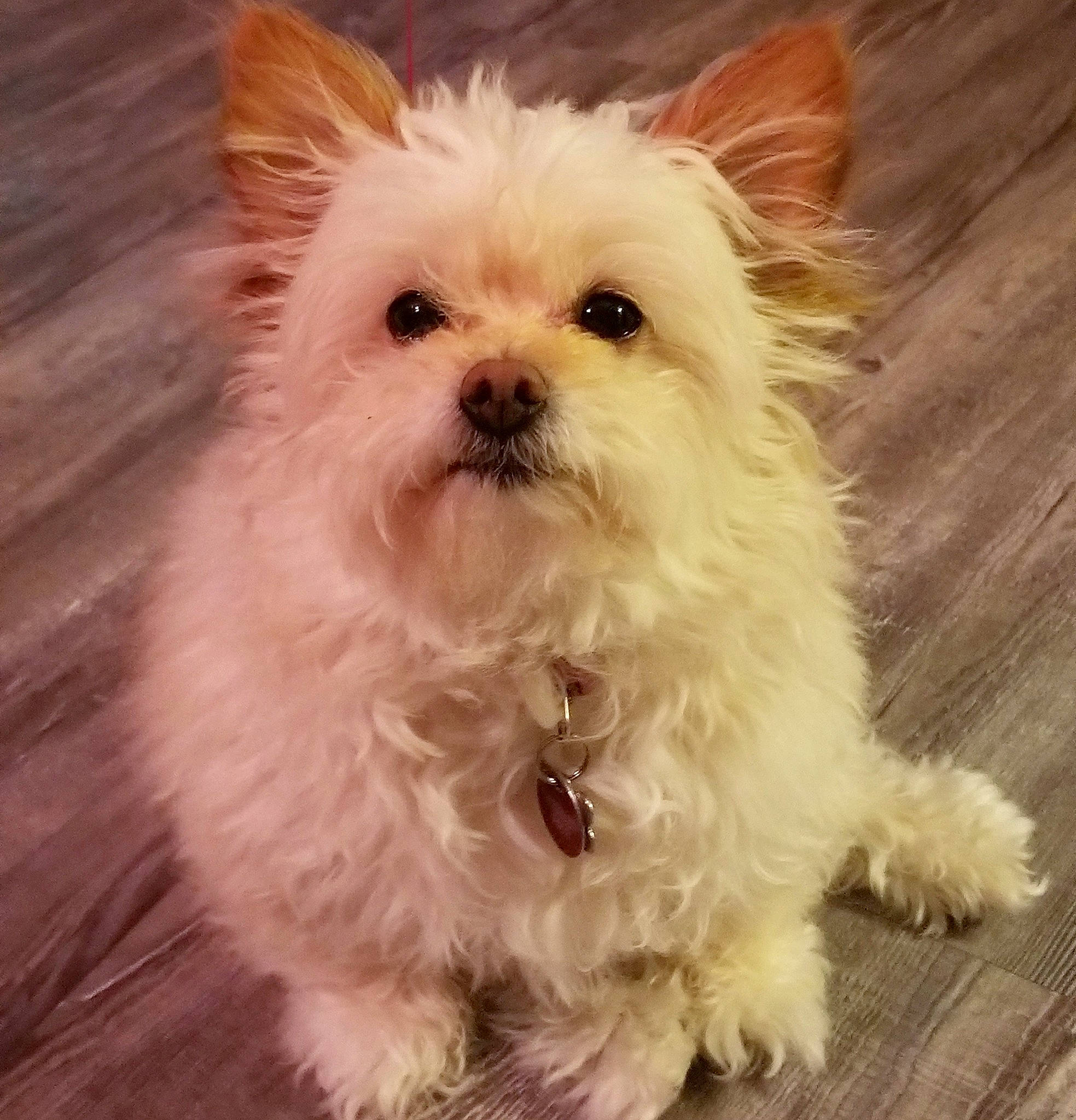 Bella joined the competition — help win amazing prizes! bolonka, cairn_terrier, canidae, carnivore, chinese_imperial_dog, companion_dog, dog, dog_breed, havanese, maltepoo, maltese, mammal, morkie, puppy, rare_breed_dog, schnoodle, terrier, toy_dog, vertebrate, west_highland_white_terrier