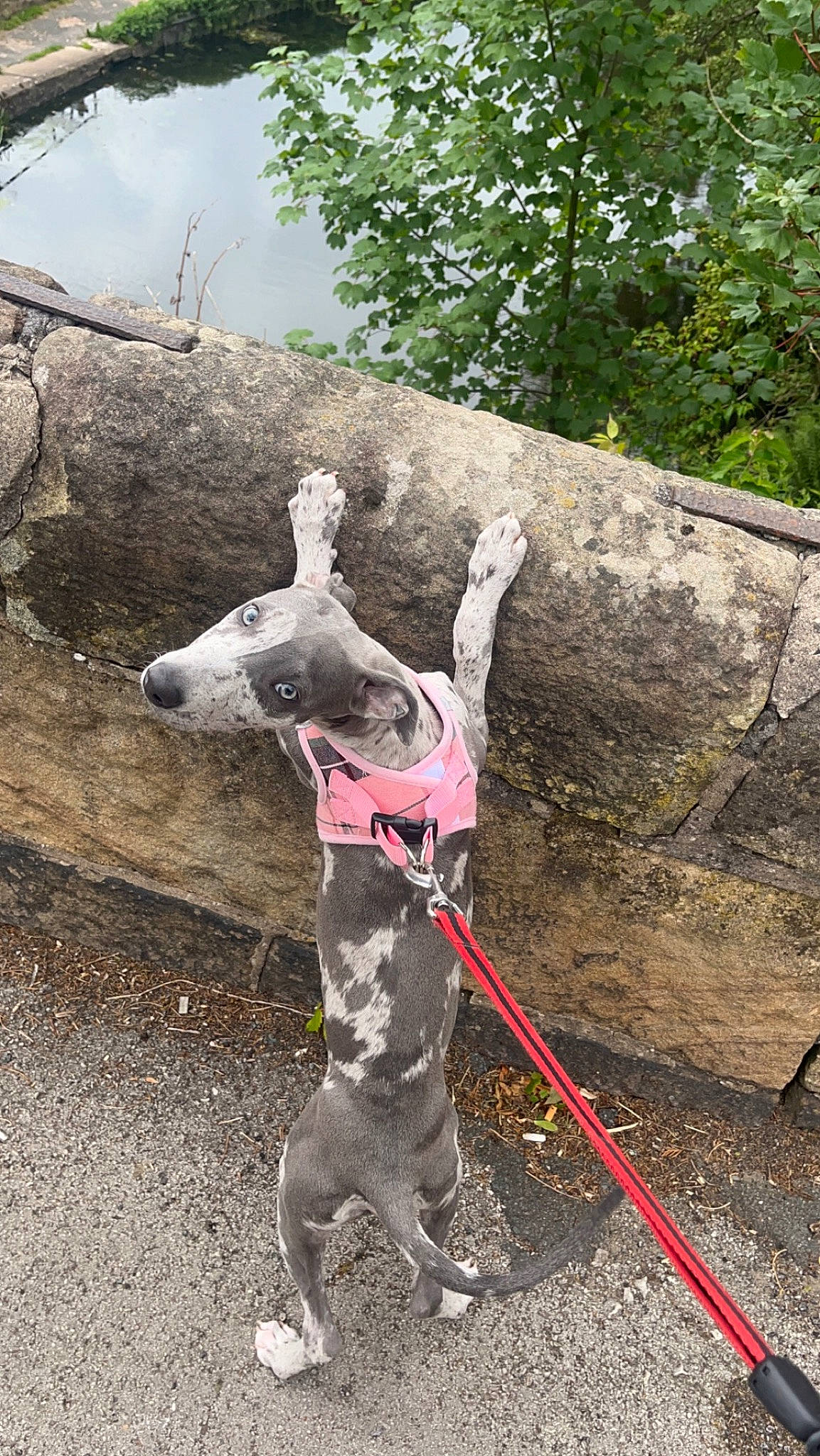 Amari joined the competition — help win amazing prizes! adventure, bedrock, climbing, dog, grass, leg, leisure, plant, recreation, rock, rock_climbing_equipment, rope, sky, soil, sport_climbing, sporting_group, sports, tree, trunk, walking