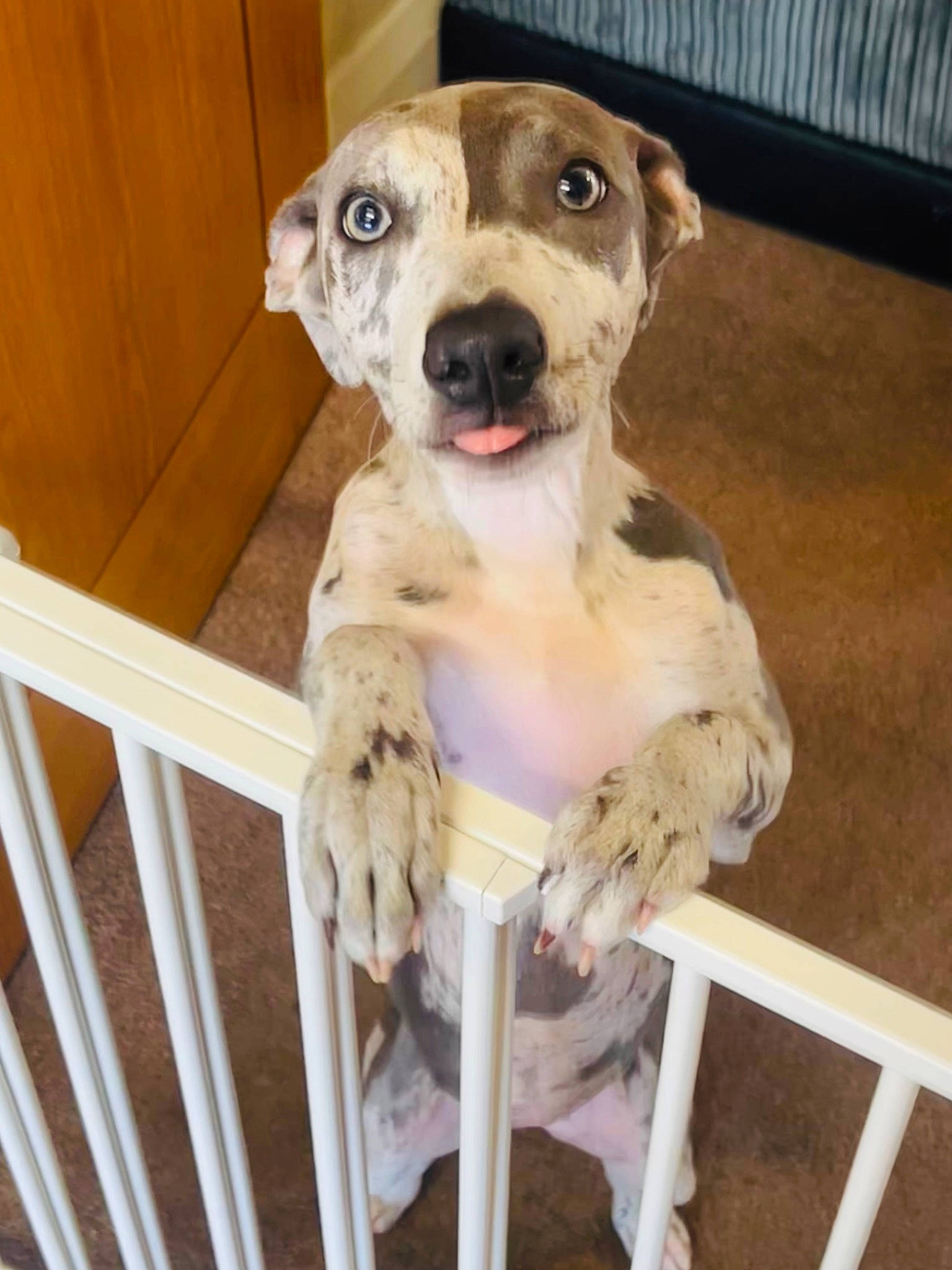 Amari joined the competition — help win amazing prizes! ancient_dog_breeds, canidae, carnivore, collar, companion_dog, dog, dog_breed, dog_collar, dog_supply, fawn, hardwood, non_sporting_group, paw, pet_supply, terrestrial_animal, whiskers, wood, working_animal